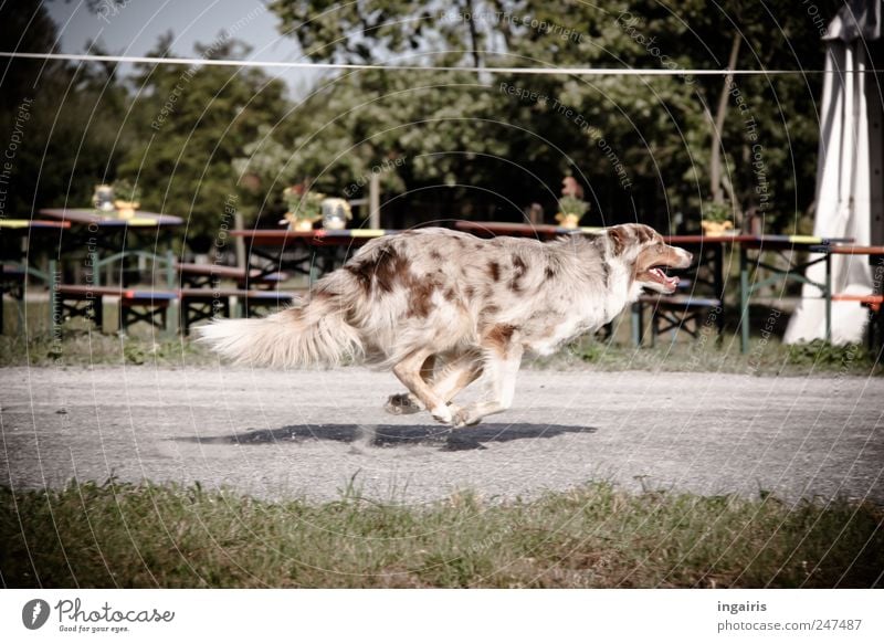Hundegalopp Haustier 1 Tier Bewegung Jagd laufen rennen springen ästhetisch elegant Gesundheit frech frei Geschwindigkeit Begeisterung Willensstärke Tierliebe