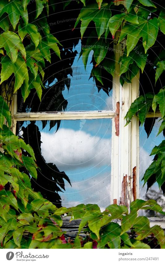 Fenster zum Himmel Haus Umwelt Wolken Efeu Gebäude Fassade alt Wachstum Häusliches Leben natürlich Glück Sicherheit Schutz Romantik authentisch Idylle Nostalgie
