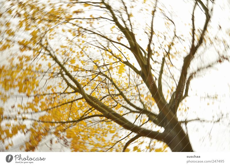 baum (333) Umwelt Natur Luft Himmel Gewitterwolken Herbst Klima Klimawandel Wetter Wind Sturm Baum Park leuchten gelb gold Kraft Wachstum Wandel & Veränderung