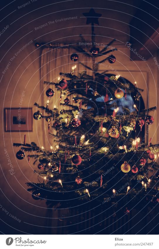 Festlich geschmückter Christbaum zu Weihnachten im Wohnzimmer Dekoration & Verzierung Tanne Feste & Feiern Weihnachten & Advent Baum Zusammensein Weihnachtsbaum