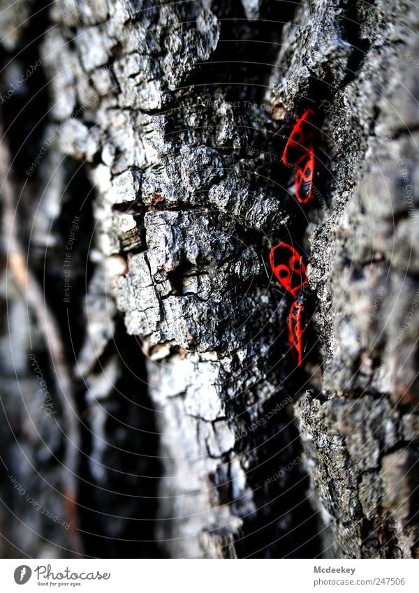 Das rote i-Tüpfelchen Natur Pflanze Sommer Baum Park Tier Wildtier Käfer 4 Tiergruppe natürlich grau schwarz weiß Baumrinde Feuerwanze Schwarzweißfoto krabbeln