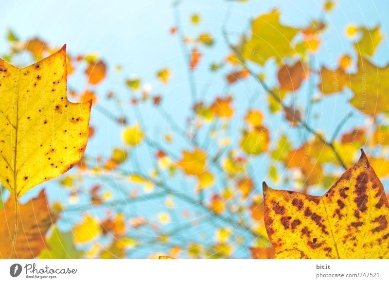 Herbst, zitronig frisch Ferien & Urlaub & Reisen Tourismus Erntedankfest Geburtstag Natur Pflanze Himmel Klima Baum Blatt blau mehrfarbig gelb gold Stimmung