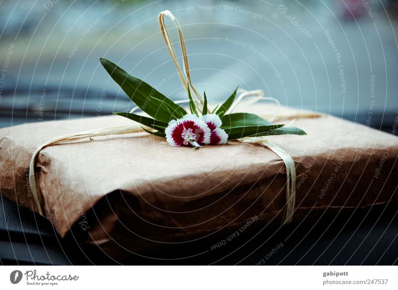300 | ein Geschenk Verpackung Dekoration & Verzierung Blumenstrauß Schleife liegen außergewöhnlich Duft einfach blau braun grün rot Fröhlichkeit Lebensfreude