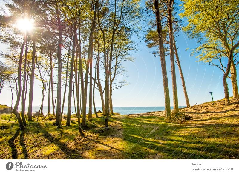 Ostseeküste in Polen Strand Natur Wald Tourismus Küste Düne Meer Naturschutzgebiet Himmel blau Gegenlicht Sommer Sonne Ferien & Urlaub & Reisen Bäume Farbfoto