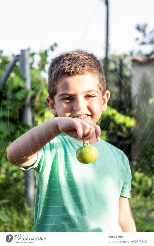 Kleiner Junge mit einer grünen Tomate Gemüse Glück Sommer Garten Kind Gartenarbeit Mensch Familie & Verwandtschaft Kindheit Natur Pflanze Blatt Wachstum frisch