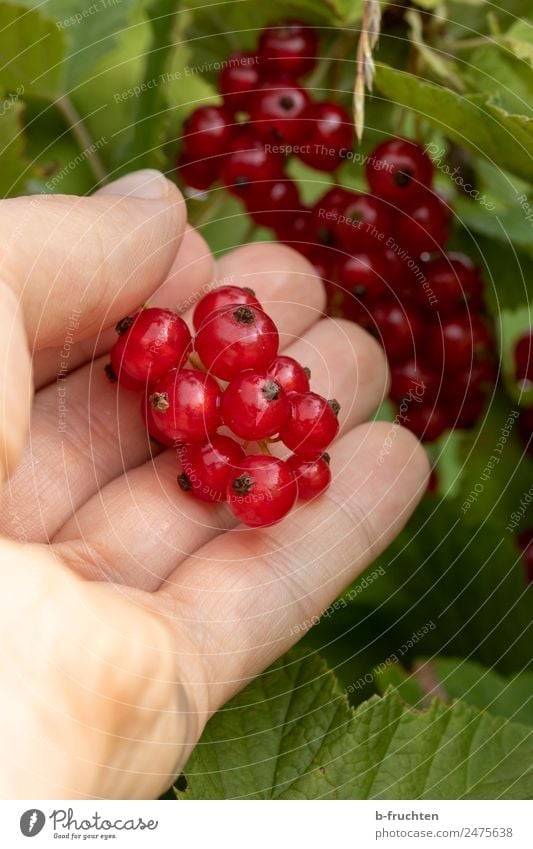 Rote Johannisbeeren Lebensmittel Frucht Bioprodukte Mann Erwachsene Hand 30-45 Jahre Pflanze Sträucher festhalten hängen frisch rot Beeren Ernte reif fruchtig