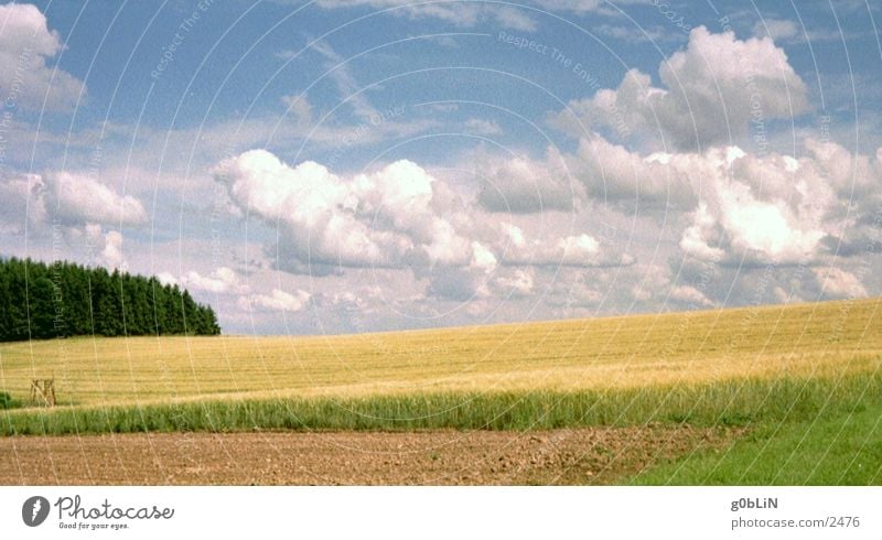 cornfield & sky Himmel Wolken Natur Landschaft Freiheit