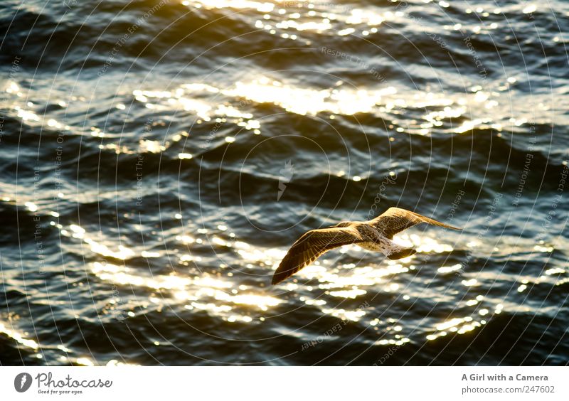 I'll fly with you! Tier Wildtier Vogel Möwe 1 fliegen leuchten außergewöhnlich fantastisch glänzend schön wild Idylle Meeresvogel Mittelmeer Gewässer nass