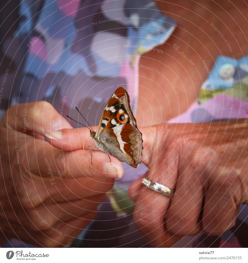 lecker Finger Haut Hand 1 Mensch Sommer Tier Schmetterling genießen Liebe Vertrauen Geborgenheit Sympathie Tierliebe zutraulich Ring saugen Farbfoto