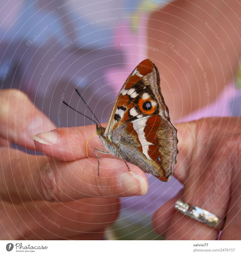 Kurioses | Finger statt Blüte Haut 1 Mensch Natur Tier Wildtier Schmetterling Insekt ästhetisch niedlich positiv mehrfarbig Vertrauen Tierliebe blumig Sommer