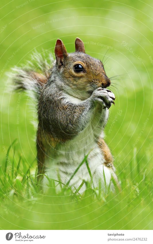 graues Eichhörnchen im Park Essen schön Natur Tier Gras füttern stehen Freundlichkeit klein natürlich niedlich wild braun grün Appetit & Hunger Ischias