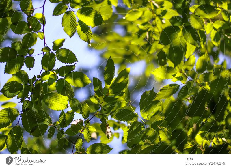 grünundblau Natur Pflanze Himmel Schönes Wetter Baum Blatt Wald frisch natürlich Gelassenheit ruhig Hoffnung Buchenwald Buchenblatt Farbfoto Menschenleer Tag