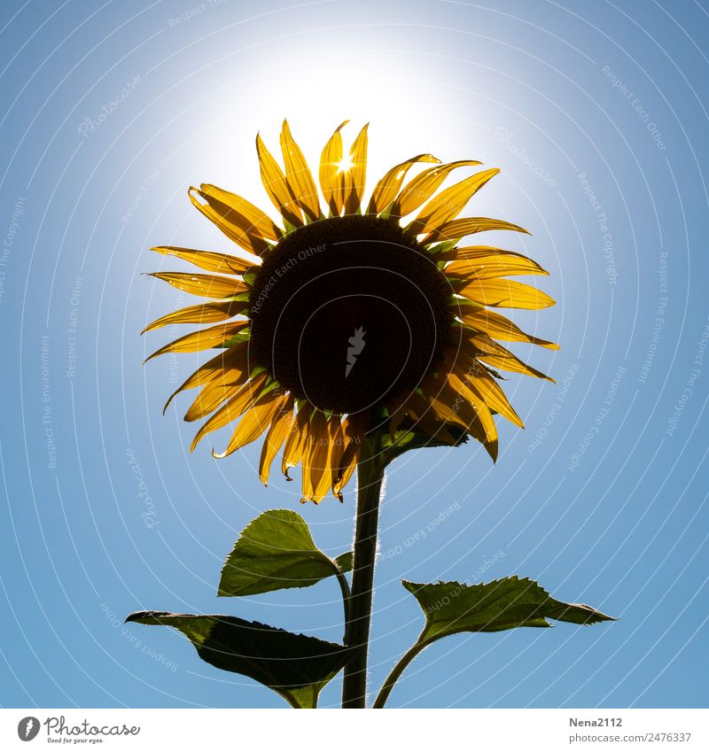 Hey Sonne! Umwelt Natur Pflanze Himmel Wolkenloser Himmel Schönes Wetter Blume Nutzpflanze Garten Feld gelb Sommer sommerlich groß Sonnenblumenöl schön einzeln