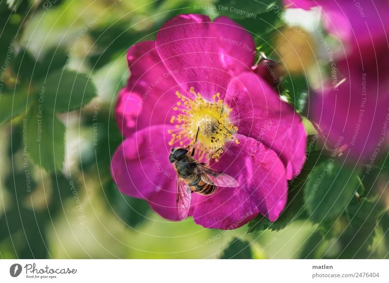 Heckenrose Tier Biene 1 Blühend Duft schön niedlich gelb grün rosa Hundsrose Besucher Farbfoto Außenaufnahme Nahaufnahme Menschenleer Textfreiraum links