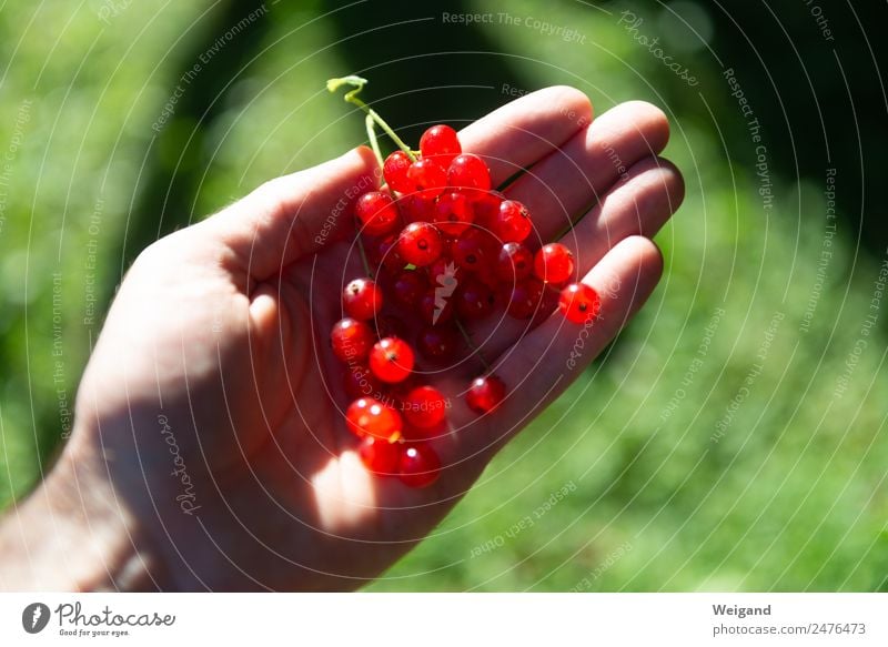 Johannisbeere Lebensmittel Ernährung Essen Bioprodukte Vegetarische Ernährung Diät Fasten Wellness harmonisch Wohlgefühl rot nachhaltig Beeren Ernte Sommer