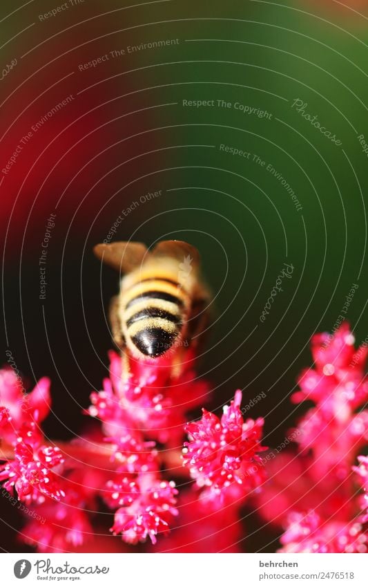 popo Natur Pflanze Tier Sommer Blume Prachtspiere Garten Wiese Wildtier Biene Flügel 1 fliegen Fressen schön fleißig Nektar Pollen Honig Farbfoto Außenaufnahme