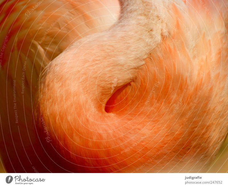 Flamingo Natur Tier Wildtier Vogel 1 schön weich Hals Feder elegant Farbfoto Außenaufnahme Nahaufnahme Licht Schatten