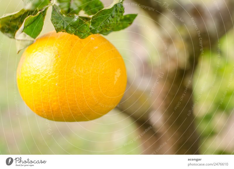 Orange im Vordergrund Lebensmittel Frucht Bioprodukte Vegetarische Ernährung Diät Natur Pflanze Baum Farbe Säure Ackerbau Zitronensäure an vorderster Front