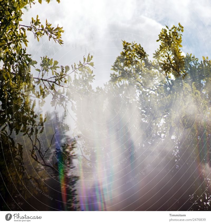 Besondere Waldstimmung Umwelt Natur Pflanze Himmel Wolken Sonnenlicht Wetter Baum blau grün Spektralfarbe Prisma Farbfoto Außenaufnahme Menschenleer Tag