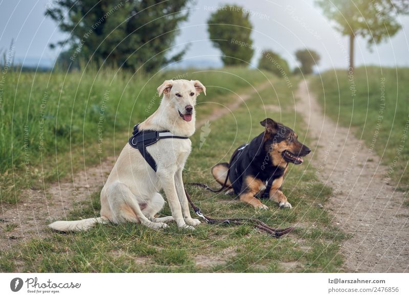 Zwei große Hunde in Geschirren, die auf der Landstraße ruhen. schön Sommer Natur Landschaft Pflanze Erde Wege & Pfade niedlich blau grün ländlich