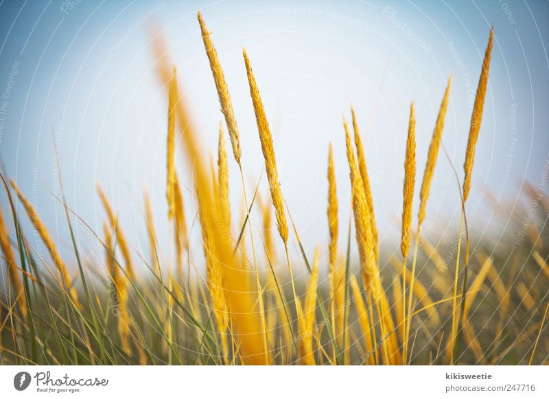 Dünengras Natur Pflanze Erde Himmel Sonnenlicht Sommer Schönes Wetter Gras Sträucher Wildpflanze Wiese Feld Nordsee Amrum Menschenleer entdecken Erholung blau