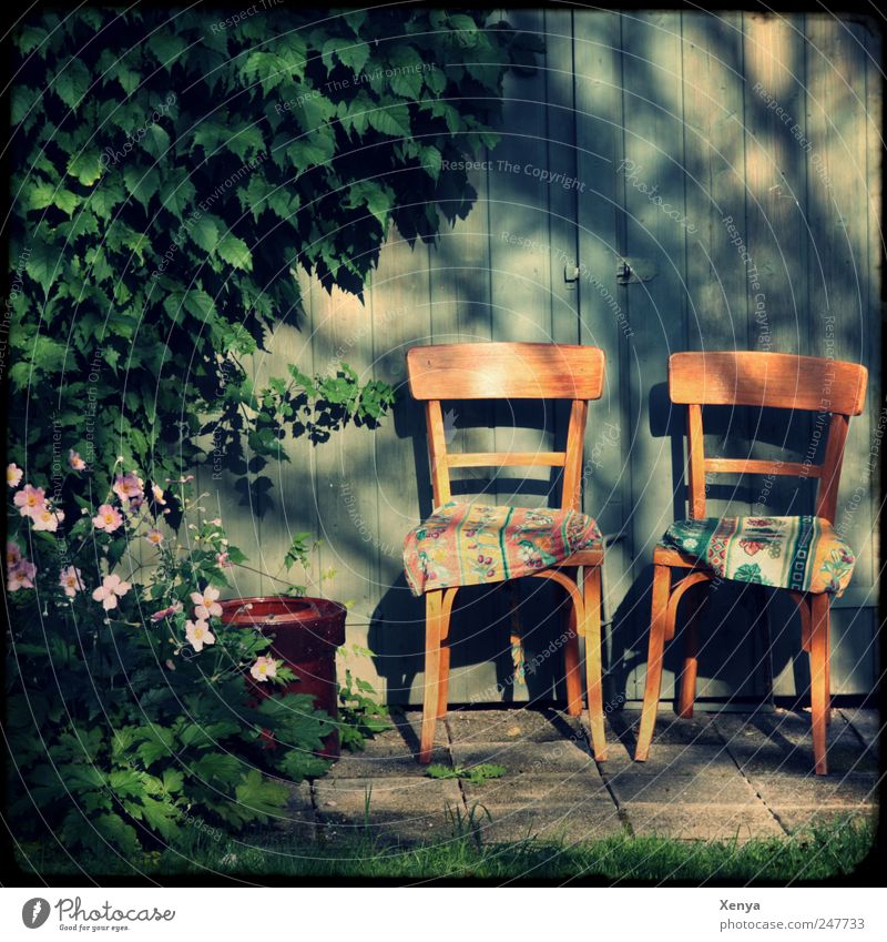 Ein Platz für zwei im Schatten Pflanze Sträucher Garten Stuhl Kissen Holzwand blau braun grün rosa Zufriedenheit Vertrauen Sicherheit Geborgenheit Haus