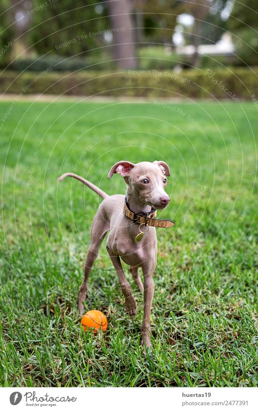 Kleiner italienischer Windhund auf dem Feld Glück schön Freundschaft Natur Tier Haustier Hund fantastisch Freundlichkeit Fröhlichkeit lustig braun