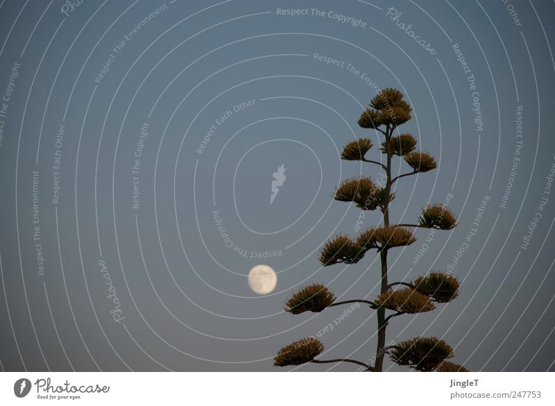 [high moon] Umwelt Natur Himmel Wolkenloser Himmel Mond Sommer Schönes Wetter Pflanze Grünpflanze natürlich blau grau rosa Zufriedenheit Geborgenheit Erholung