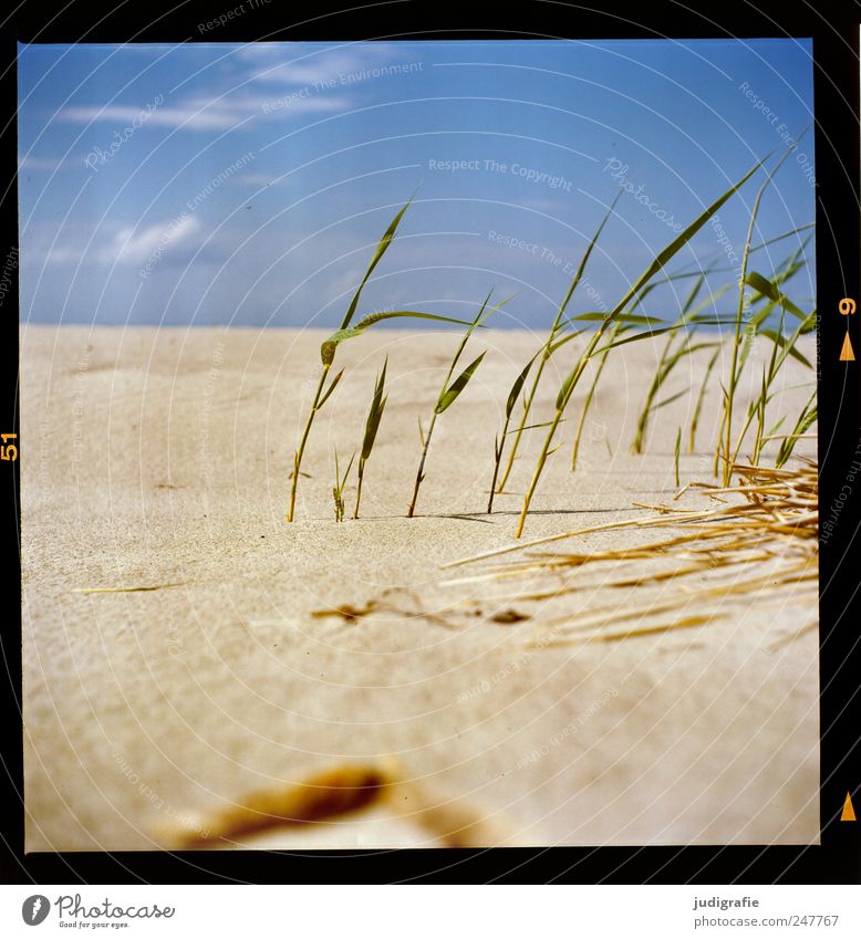 Ostsee Umwelt Natur Landschaft Pflanze Sand Himmel Sonnenlicht Sommer Gras Küste Strand Wachstum natürlich Wärme Idylle Perspektive Ferien & Urlaub & Reisen