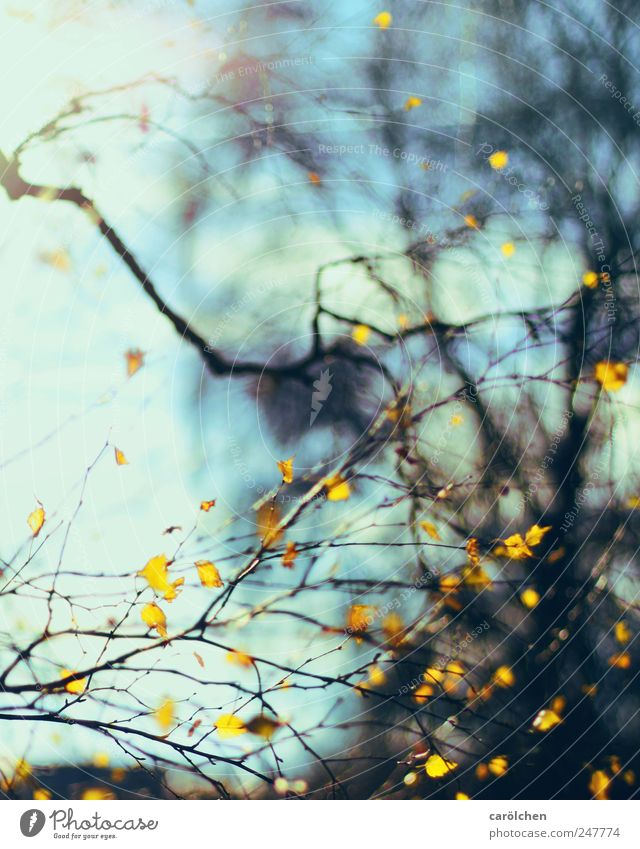 Herbstlinien Natur blau gelb Birke Blatt Herbstlaub herbstlich Farbfoto Außenaufnahme abstrakt Muster Strukturen & Formen Menschenleer Textfreiraum oben