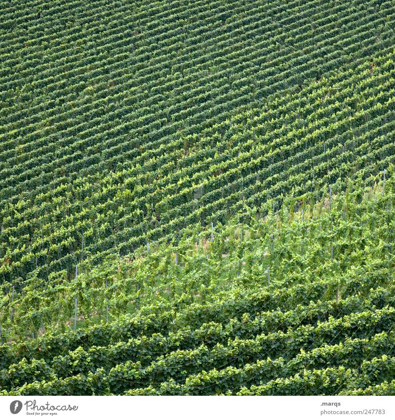 Neuer Wein Landwirtschaft Forstwirtschaft Natur Grünpflanze Weinberg Linie Wachstum einfach grün Farbe Winzer Kaiserstuhl Farbfoto Muster Strukturen & Formen