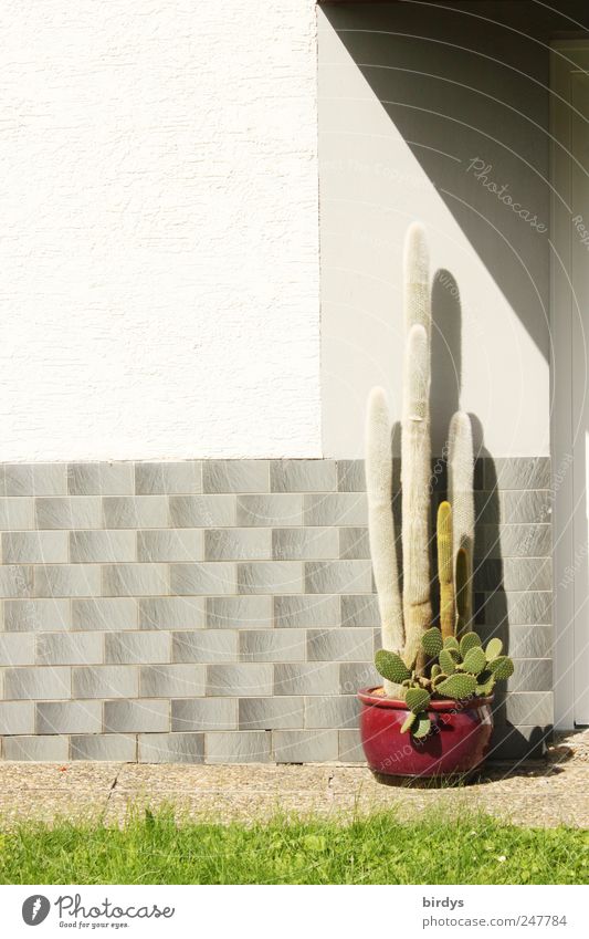 großer Kaktus im Topf vor dem Hauseingang eines Einfamilienhauses Sommer Schönes Wetter Blumentopf Fassade ordentlich stachelig standhaft hoch stehen warten