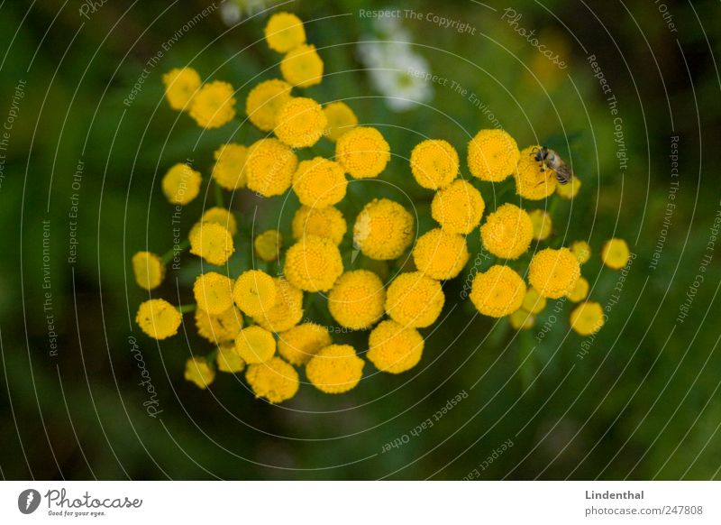 Mücke auf so einer Blume (Rainfarm) Natur Pflanze Blüte Tier 1 exotisch gelb Fliege magerite Wiese Nektar bestäuben Biene Farbfoto Textfreiraum links