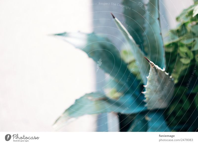 Aloe Umwelt Natur Schönes Wetter Wärme Pflanze heiß türkis Unschärfe grün Stadt Topfpflanze Ferien & Urlaub & Reisen Spitze Stachel Süden Südfrankreich