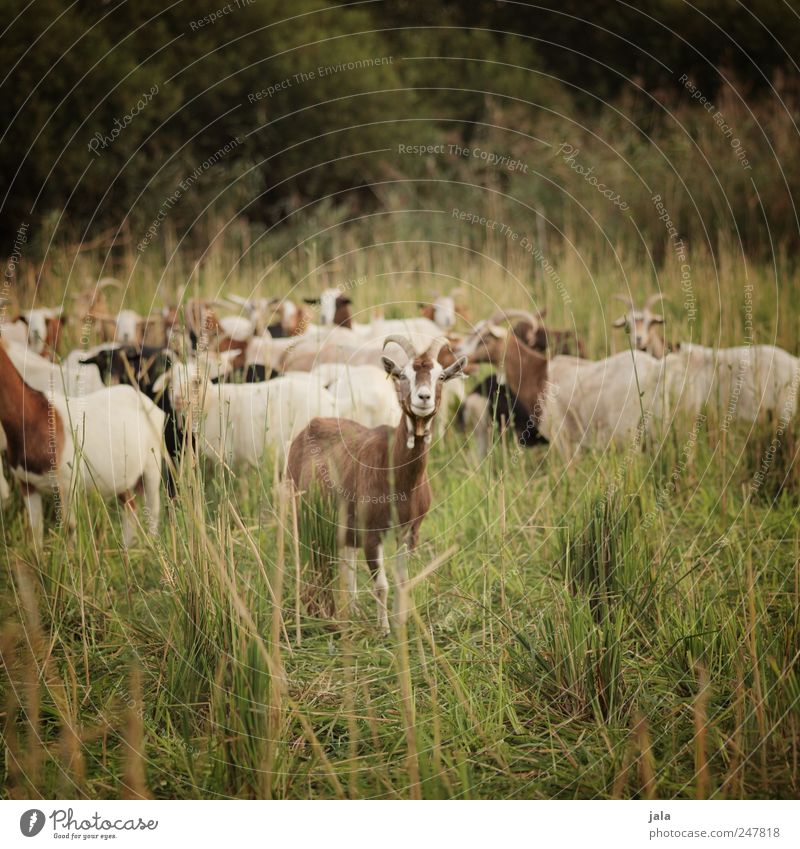 ziegenwiese Umwelt Natur Landschaft Pflanze Tier Gras Sträucher Wiese Nutztier Ziegen Herde natürlich braun grün Farbfoto Außenaufnahme Menschenleer Tag