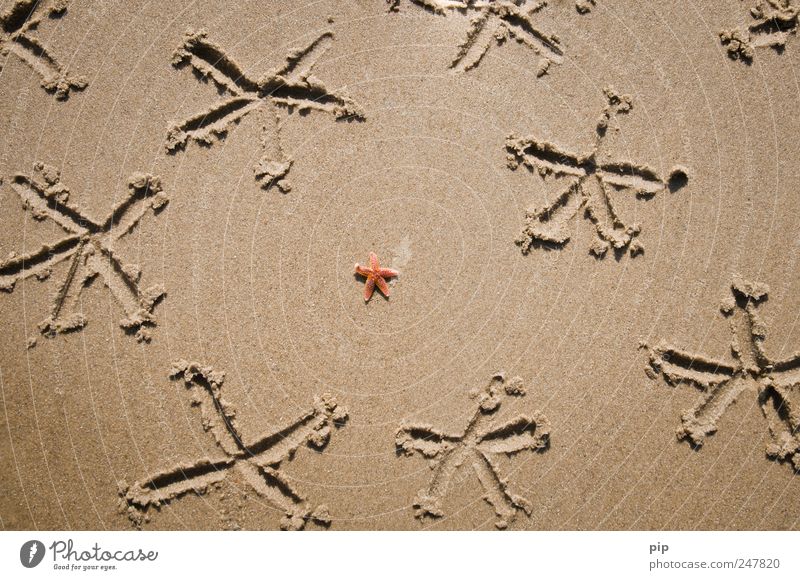 sternstunde Sommer Küste Strand Meer Seestern 1 Tier Sand braun einzeln Zeichnung rot Urlaubsstimmung Ferien & Urlaub & Reisen Farbfoto Außenaufnahme
