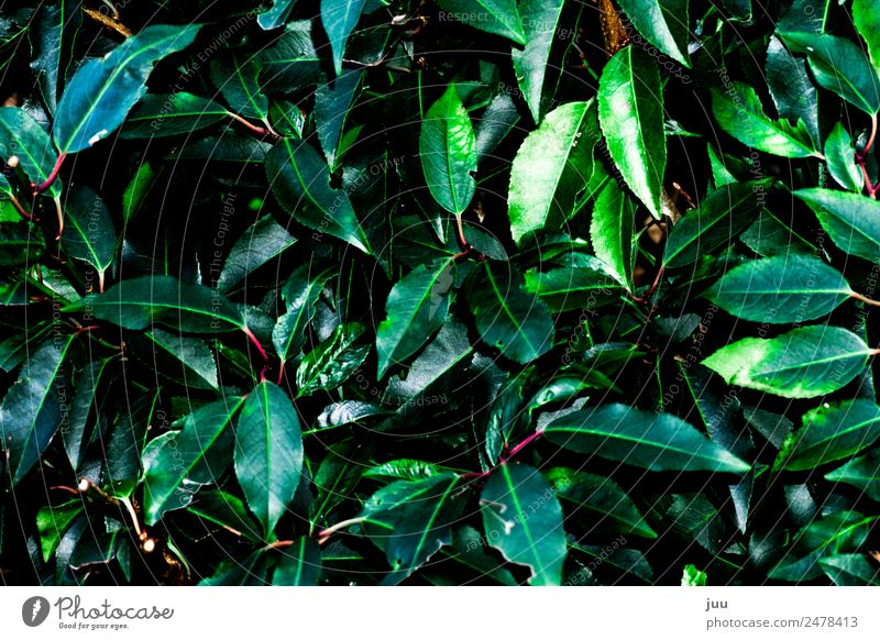 Wildwuchs Pflanze Blatt Grünpflanze Hecke Wachstum dunkel glänzend grün rosa Farbfoto Außenaufnahme Menschenleer Nacht Blitzlichtaufnahme Kontrast