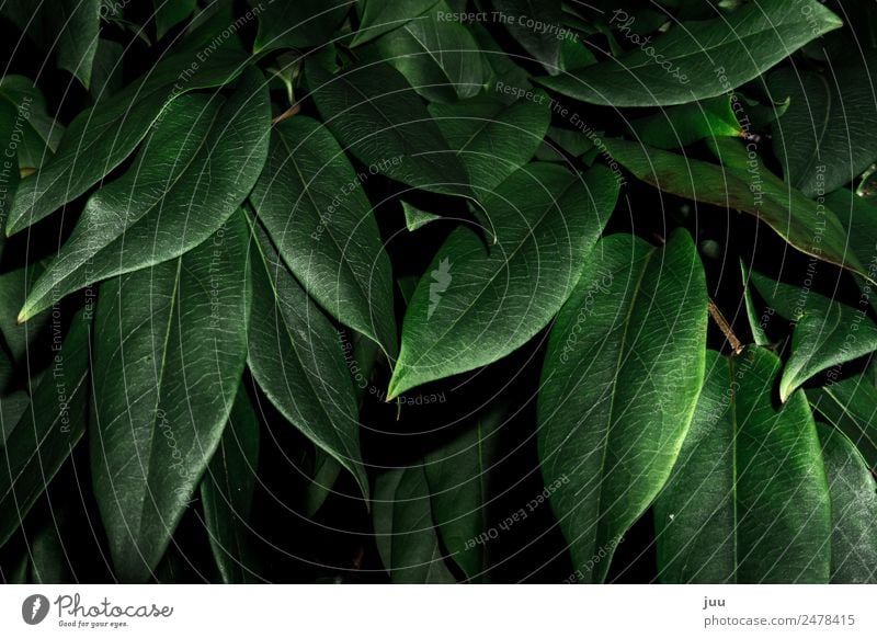 Ins Gebüsch Pflanze Sträucher Blatt Grünpflanze Hecke Wachstum dunkel glänzend grün Natur Farbfoto Außenaufnahme Nahaufnahme Menschenleer Nacht