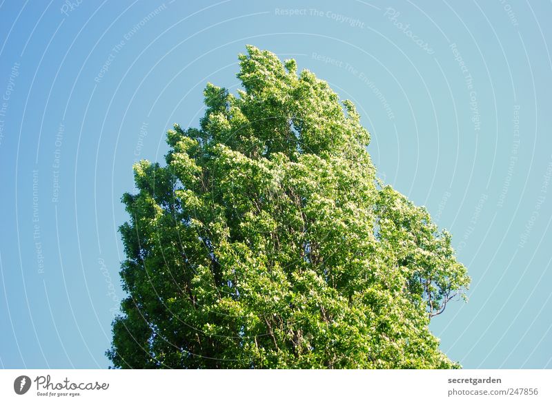in japan gibt es nur ein wort für grün und blau. Erholung ruhig Umwelt Natur Wolkenloser Himmel Frühling Sommer Schönes Wetter Baum Mittelpunkt Rauschen Wind
