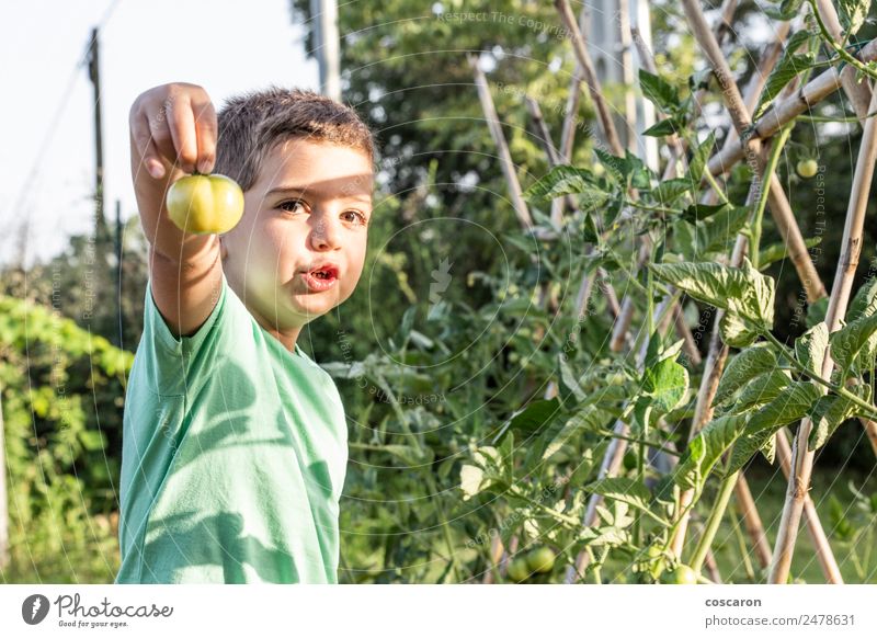 Kleiner Junge mit einer grünen Tomate Gemüse Glück Sommer Garten Kind Gartenarbeit Mensch Kleinkind Familie & Verwandtschaft Kindheit Natur Pflanze Blatt