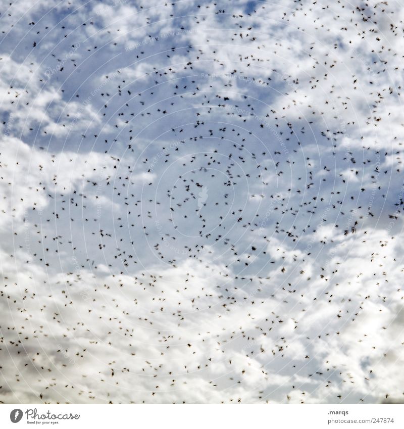 Plage Natur Himmel Wolken Stechmücke Schwarm viele Sorge chaotisch Farbfoto Außenaufnahme Menschenleer