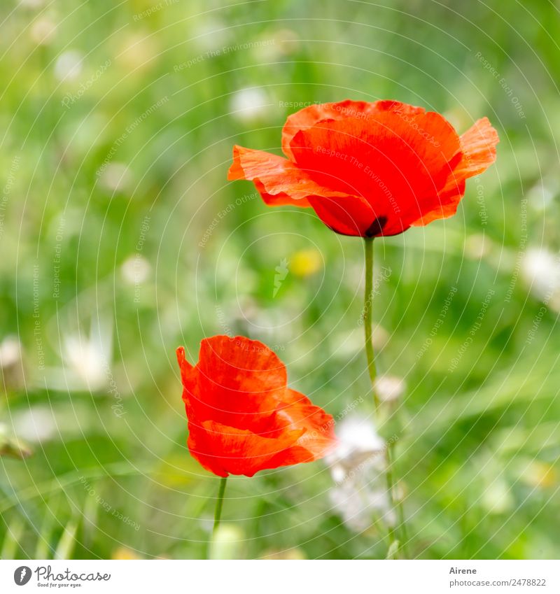 last mohnday Pflanze Blume Mohnblüte Klatschmohn Wiese Blühend natürlich schön grün rot Lebensfreude Farbe Natur Wachstum Farbfoto Außenaufnahme Menschenleer