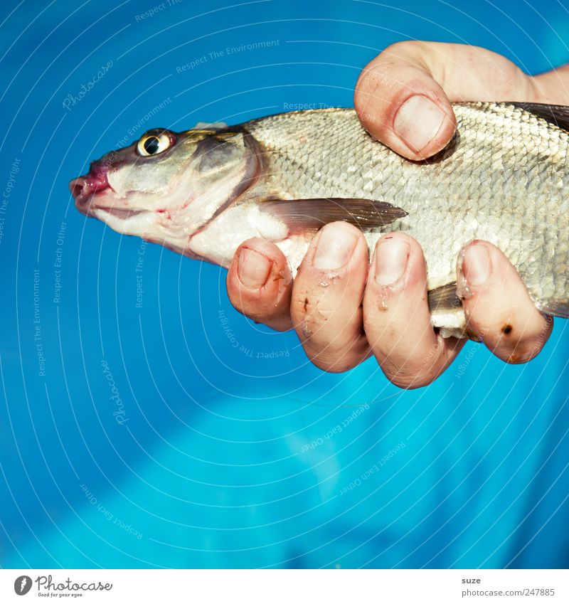 Freitag gibs Fisch Freizeit & Hobby Angeln Hand Finger Tier 1 festhalten blau Beute Fischereiwirtschaft Farbfoto mehrfarbig Außenaufnahme Tag