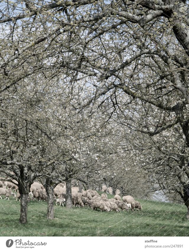 Schafherde von weiter weg Frühling Schönes Wetter Baum Wiese Nutztier Herde Fressen mäh Blühend Farbfoto Gedeckte Farben Tag