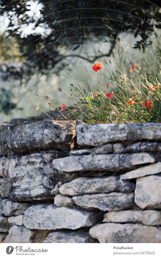 #A# Mohnlicht Umwelt ästhetisch Mohnblüte rot Mauer Olivenbaum mediterran Frankreich Provence Mauerstein Mauerreste Sommer Sommerurlaub Blühend