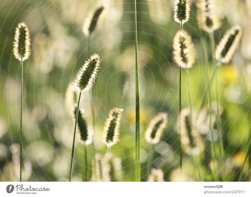 graminicolous. Umwelt Natur Landschaft Pflanze ästhetisch grün ruhig Gras Wiese Ähren wehen Sommer sprießen Jahreszeiten Wetter dezent abgelegen Wärme angenehm