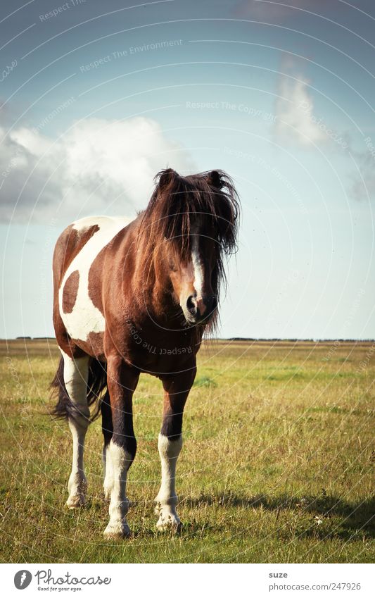 Haarmodel Sommer Umwelt Natur Landschaft Tier Himmel Klima Schönes Wetter Wiese Nutztier Wildtier Pferd 1 stehen Freundlichkeit lustig Weide Island Island Ponys