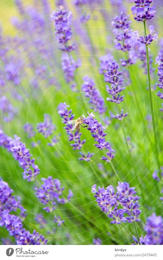 Lavendelhonigproduktion Pflanze Tier Sommer Schönes Wetter Blüte Nutzpflanze Lavendelfeld Lavendelblüten Feld Nutztier Biene 1 Blühend Duft ästhetisch
