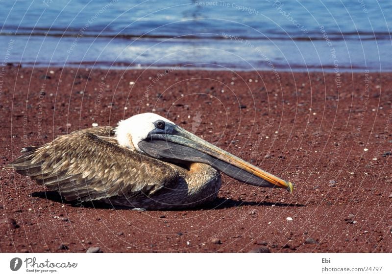 Pelikan Vogel Galapagosinseln