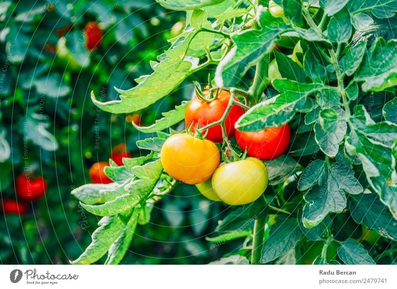 Tomaten, die auf Reben im Gewächshaus wachsen. Kirsche Lebensmittel Hintergrundbild rot Gesundheit organisch roh Nahaufnahme grün klein Gemüse Zutaten